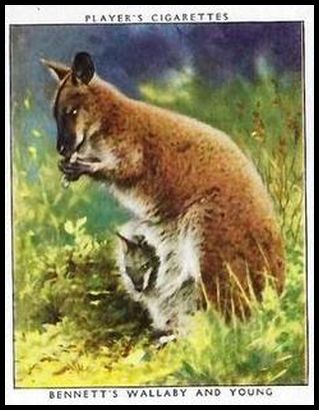 38PZB 24 Bennett's Wallaby and Young.jpg